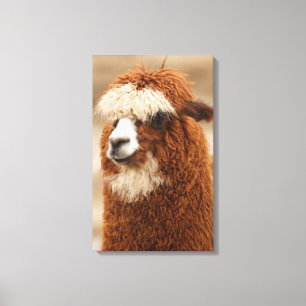Alpaca canvas print