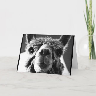 Alpaca Card