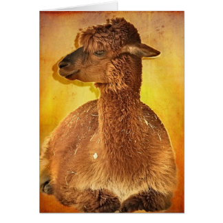 Alpaca Cards