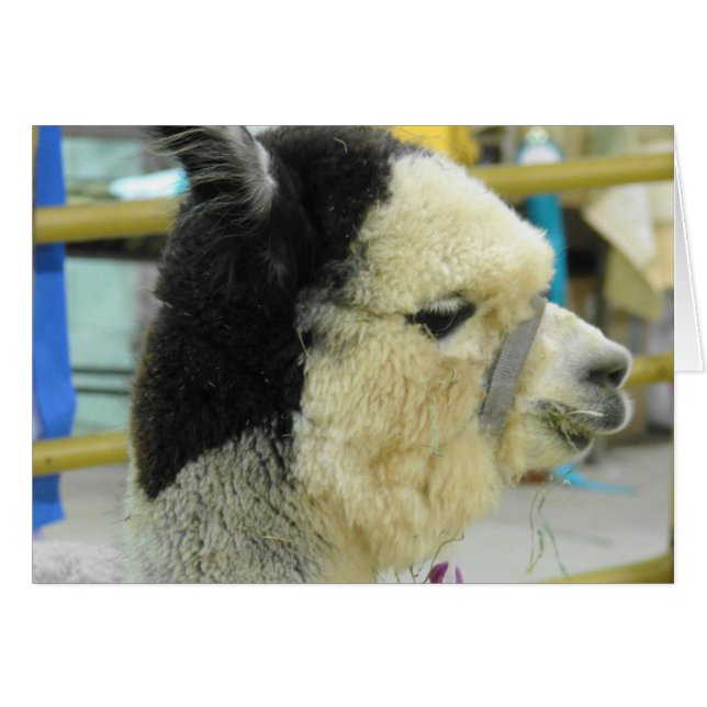Alpaca Cards (Front Horizontal)