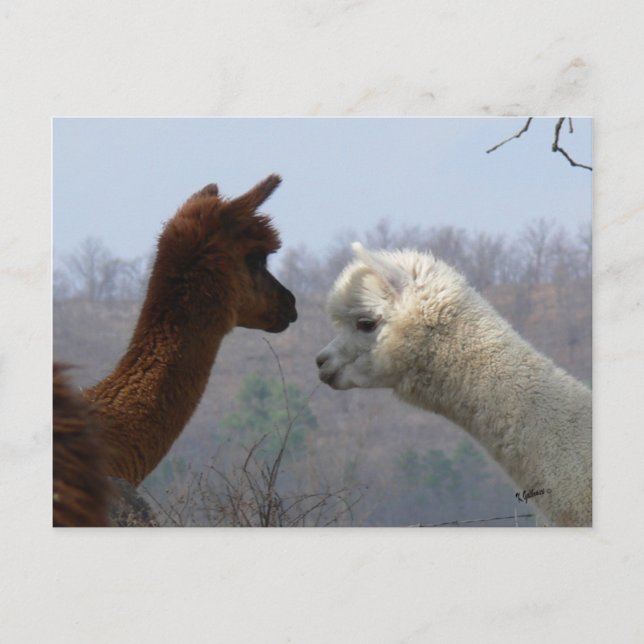 Alpaca Chat Postcard (Front)