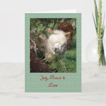 Alpaca Christmas Card by WalnutCreekAlpacas at Zazzle