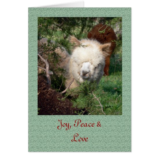 Alpaca Christmas Card