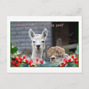 Alpaca Christmas Holiday Postcard