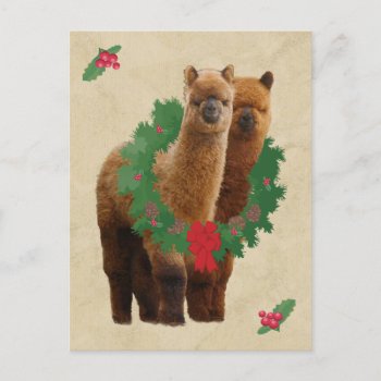 Alpaca Christmas Postcard by WalnutCreekAlpacas at Zazzle