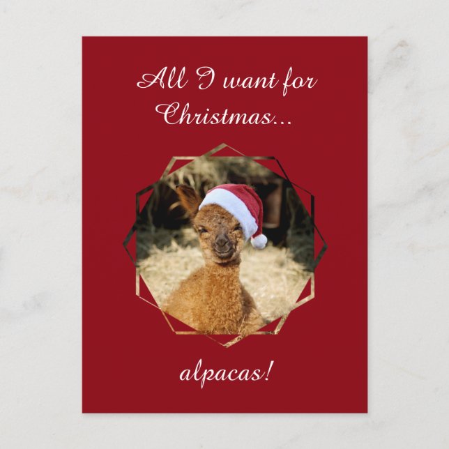 Alpaca Christmas Postcards (Front)