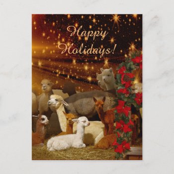 Alpaca Christmas Postcards by WalnutCreekAlpacas at Zazzle