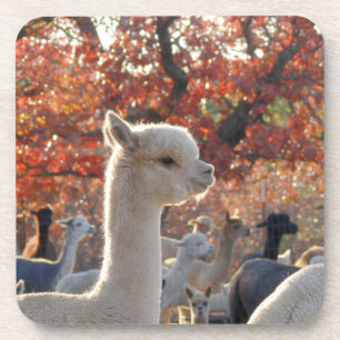 Alpaca Coasters