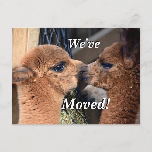 Alpaca couple Weve Moved New Address Announcement Postcard