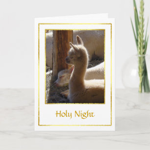 Alpaca Cria Christmas Card