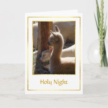 Alpaca Cria Christmas Card by WalnutCreekAlpacas at Zazzle