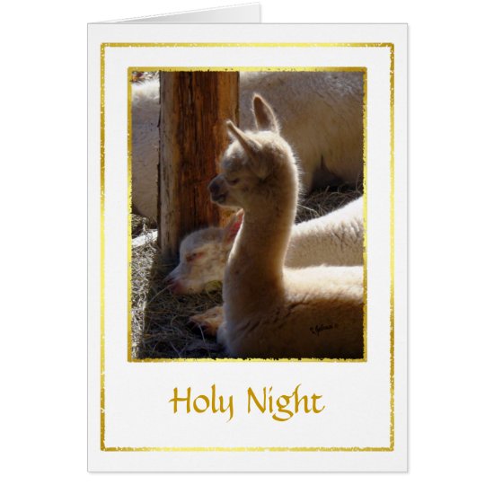 Alpaca Cria Christmas Card