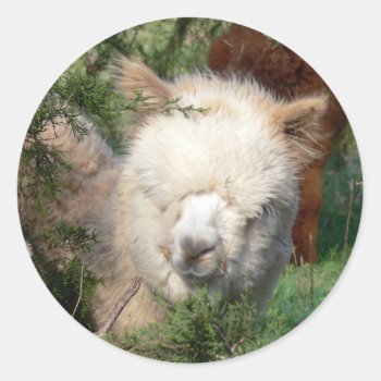 Alpaca Cria In Cedar Classic Round Sticker by WalnutCreekAlpacas at Zazzle