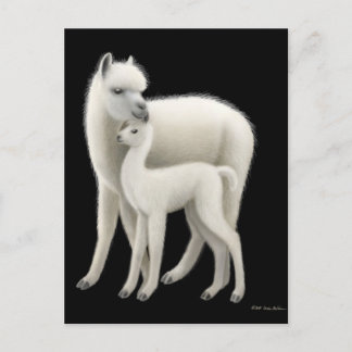 Alpaca & Cria Postcard