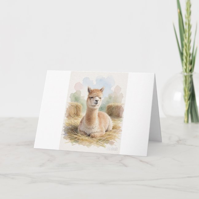 Alpaca Dozing In The Highland Hay Barn Greeting Ca Card