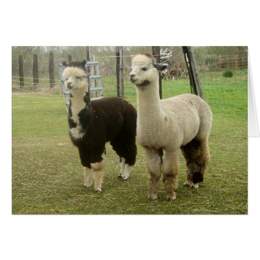 Alpaca Duo Cards (Front Horizontal)