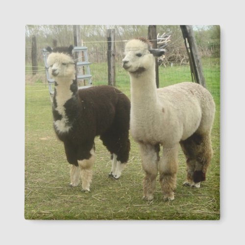 Alpaca Duo Magnet