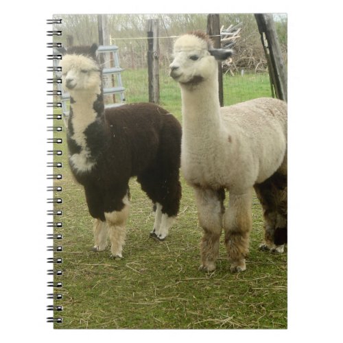 Alpaca Duo Notebook