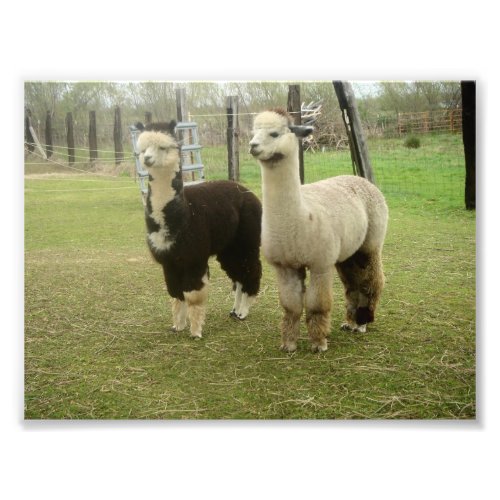 Alpaca Duo Photo Print