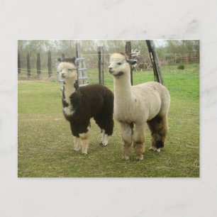 Alpaca Duo Postcard