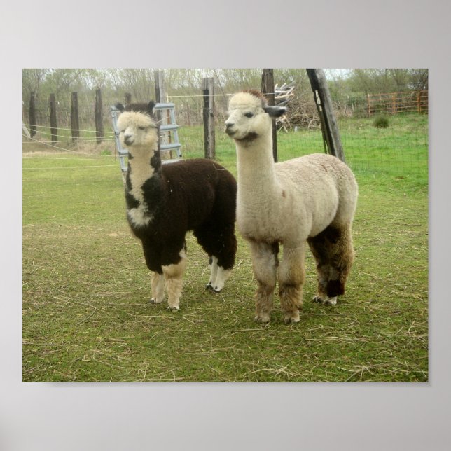 Alpaca Duo Poster (Front)