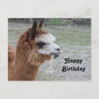 Alpaca Eating Hay Animal Photo Birthday