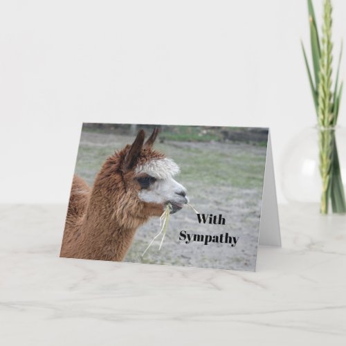 Alpaca Eating Hay Animal Photo Sympathy Card