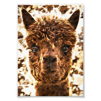 Alpaca Full Faces Photo Print