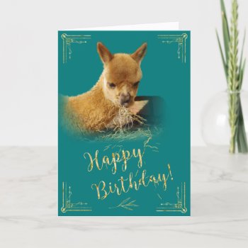 Alpaca Gold Hay Teal Birthday Card by WalnutCreekAlpacas at Zazzle