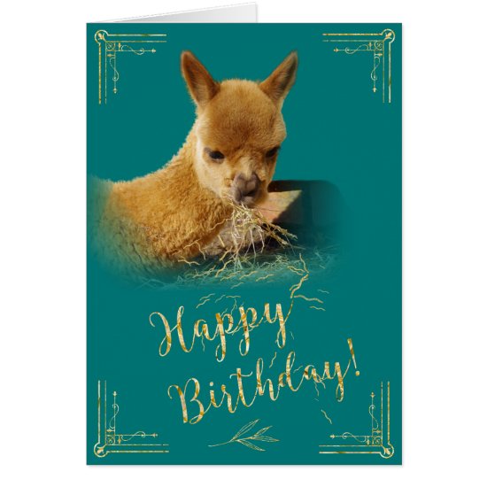 Alpaca Gold Hay Teal Birthday Card