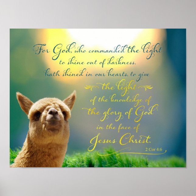 Alpaca Gold Teal Bible Quote Poster (Front)