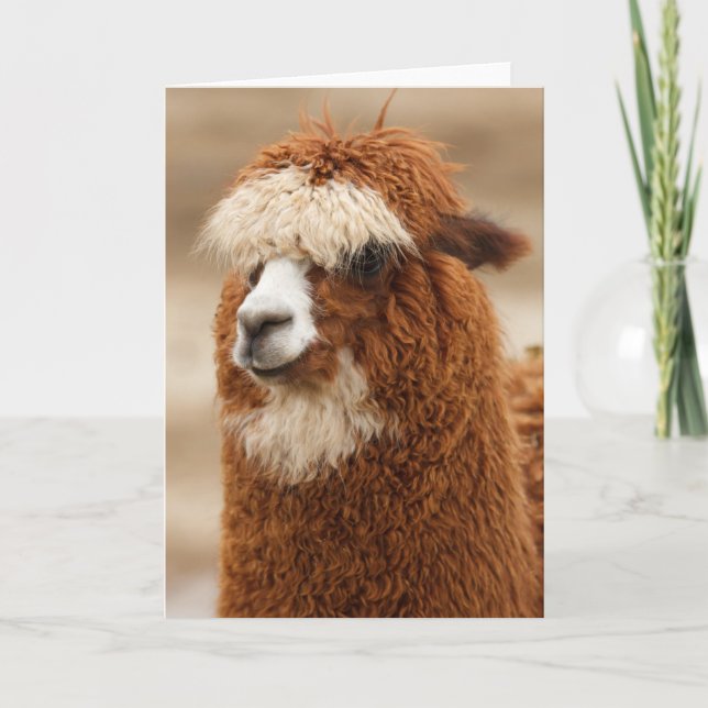 Alpaca greeting card (Front)