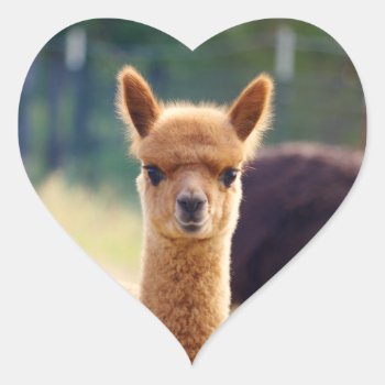 Alpaca Heart Stickers by WalnutCreekAlpacas at Zazzle