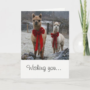 Alpaca Holiday Greeting Card