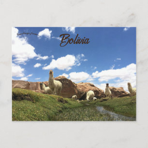 Alpaca in Bolivia Postcard