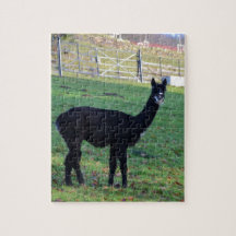 Alpaca