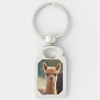 Alpaca Key Chains by WalnutCreekAlpacas at Zazzle