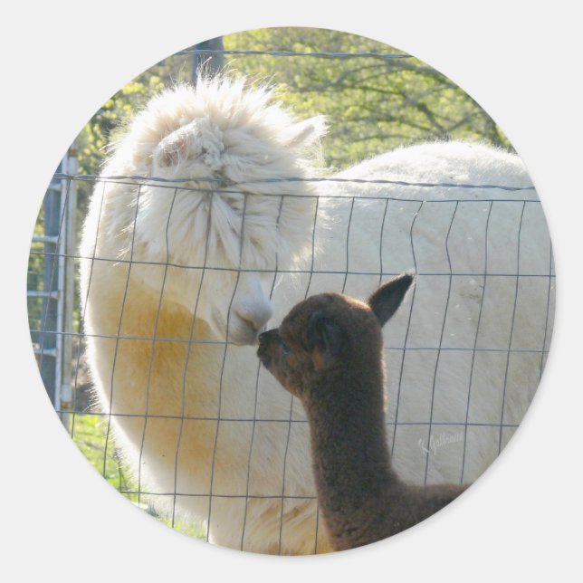 Alpaca Kisses Sticker (Front)