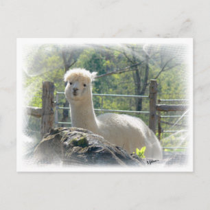 Alpaca Lace Postcard