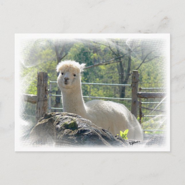 Alpaca Lace Postcard (Front)