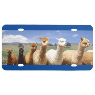 Alpaca License Plate