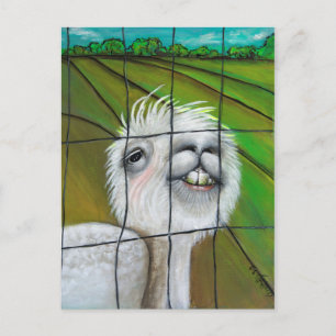 Alpaca - Little Dreamer postcard