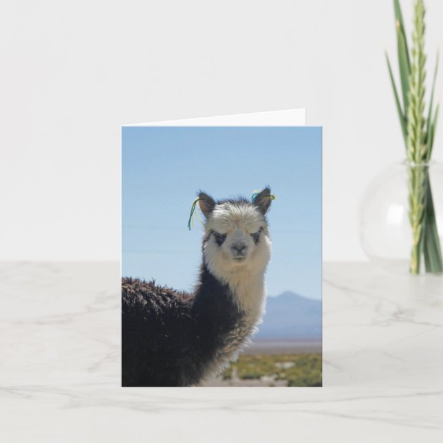 Alpaca Llama Black and White Close up Head Card (Front)
