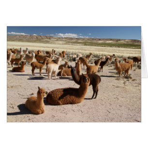 Alpaca Llama Herd Andes Mountains Note Card