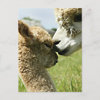 Alpaca Love Postcard
