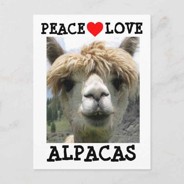 ALPACA LOVE POSTCARDS POSTCARD (Front)