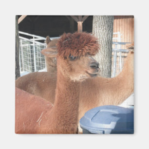 Alpaca Magnet