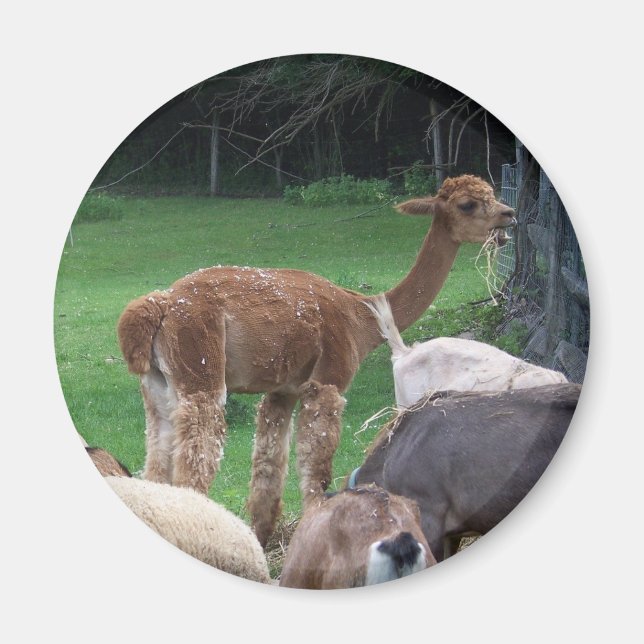 alpaca magnet (Front)