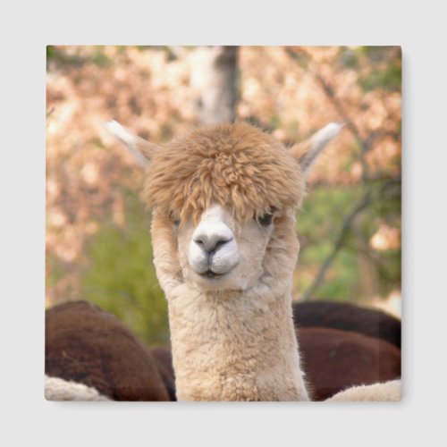 Alpaca Magnet Belle