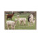 Alpaca Melange ~ biz card